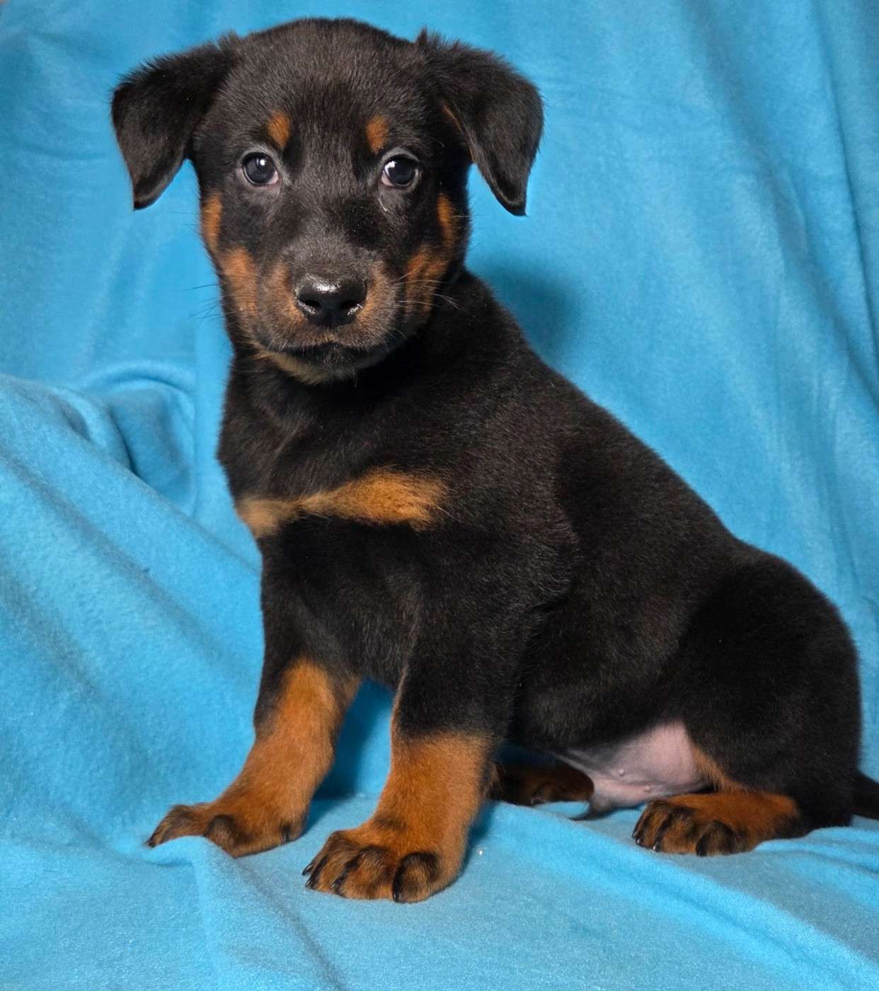 Les Pensées Du Soleil - Chiots disponibles - Berger de Beauce