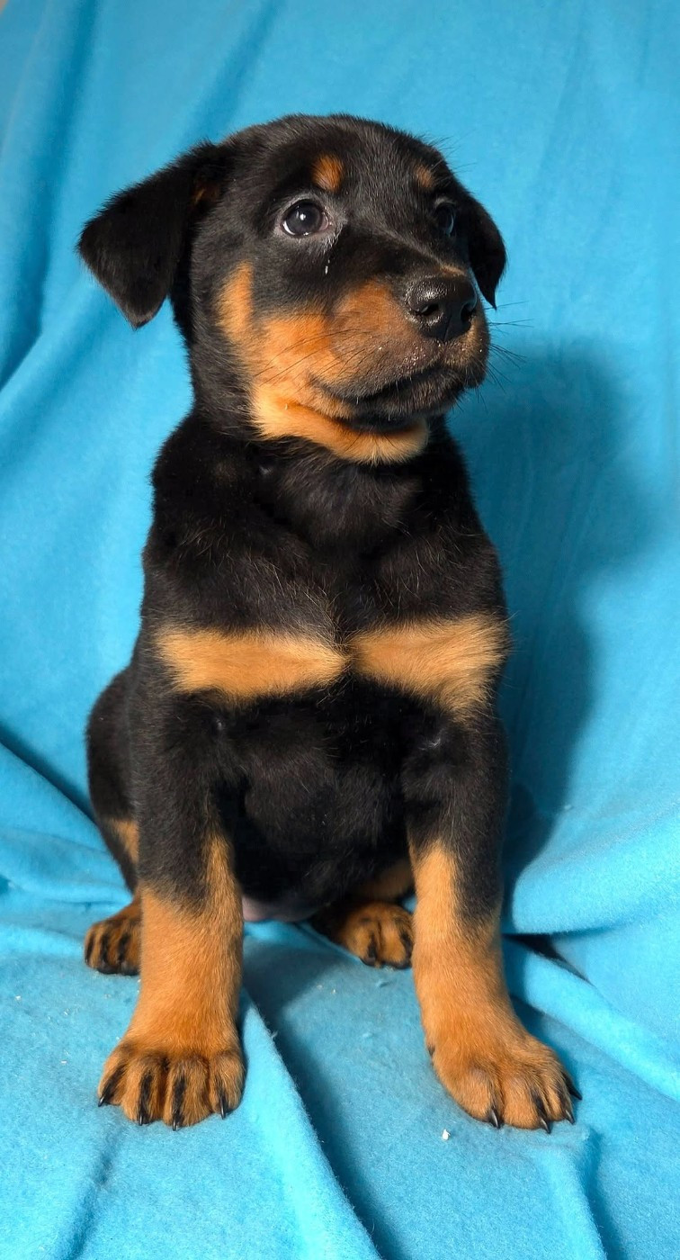 Les Pensées Du Soleil - Chiots disponibles - Berger de Beauce