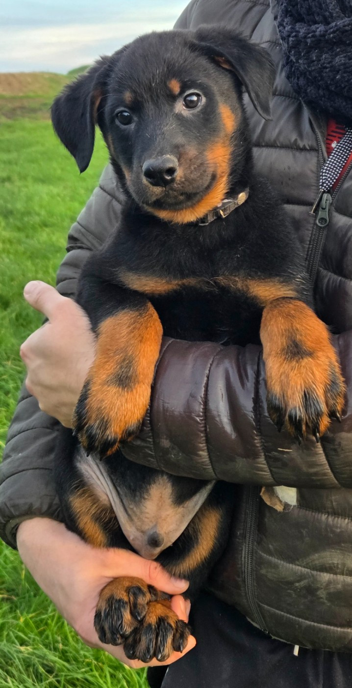 Les Pensées Du Soleil - Chiots disponibles - Berger de Beauce