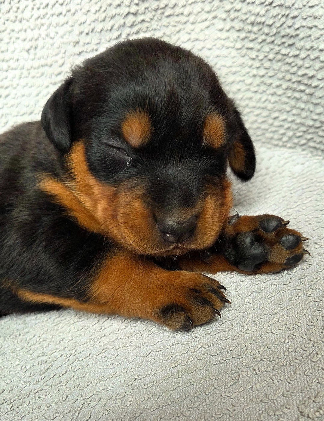 Les Pensées Du Soleil - Berger de Beauce - Portée née le 21/02/2026