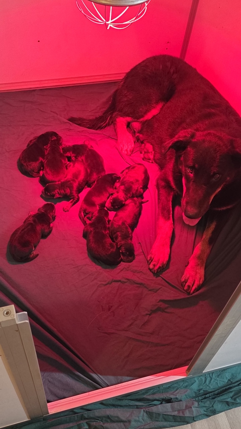 Chiot Berger de Beauce Les Pensées Du Soleil