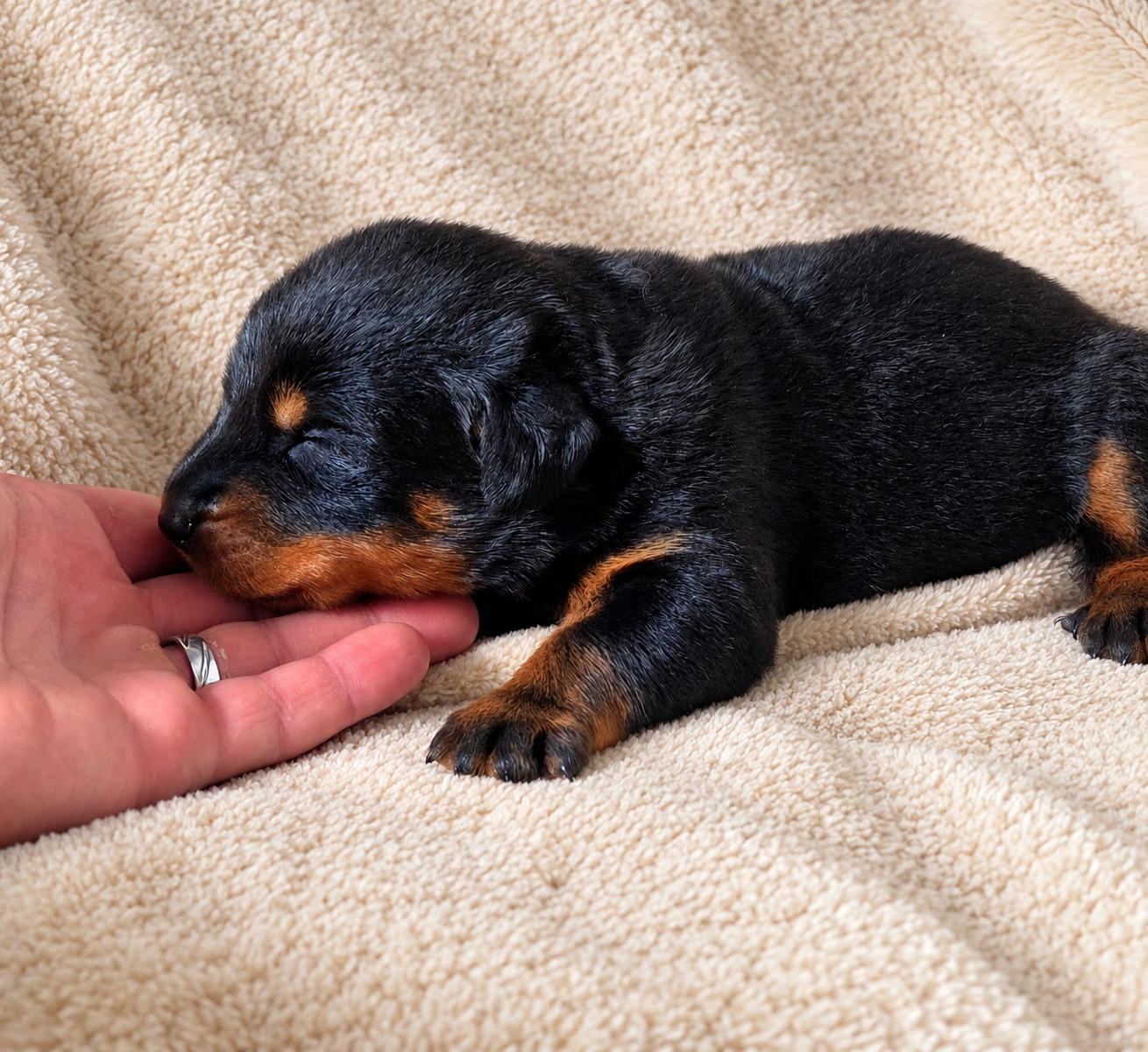 Les Pensées Du Soleil - Chiots disponibles - Berger de Beauce