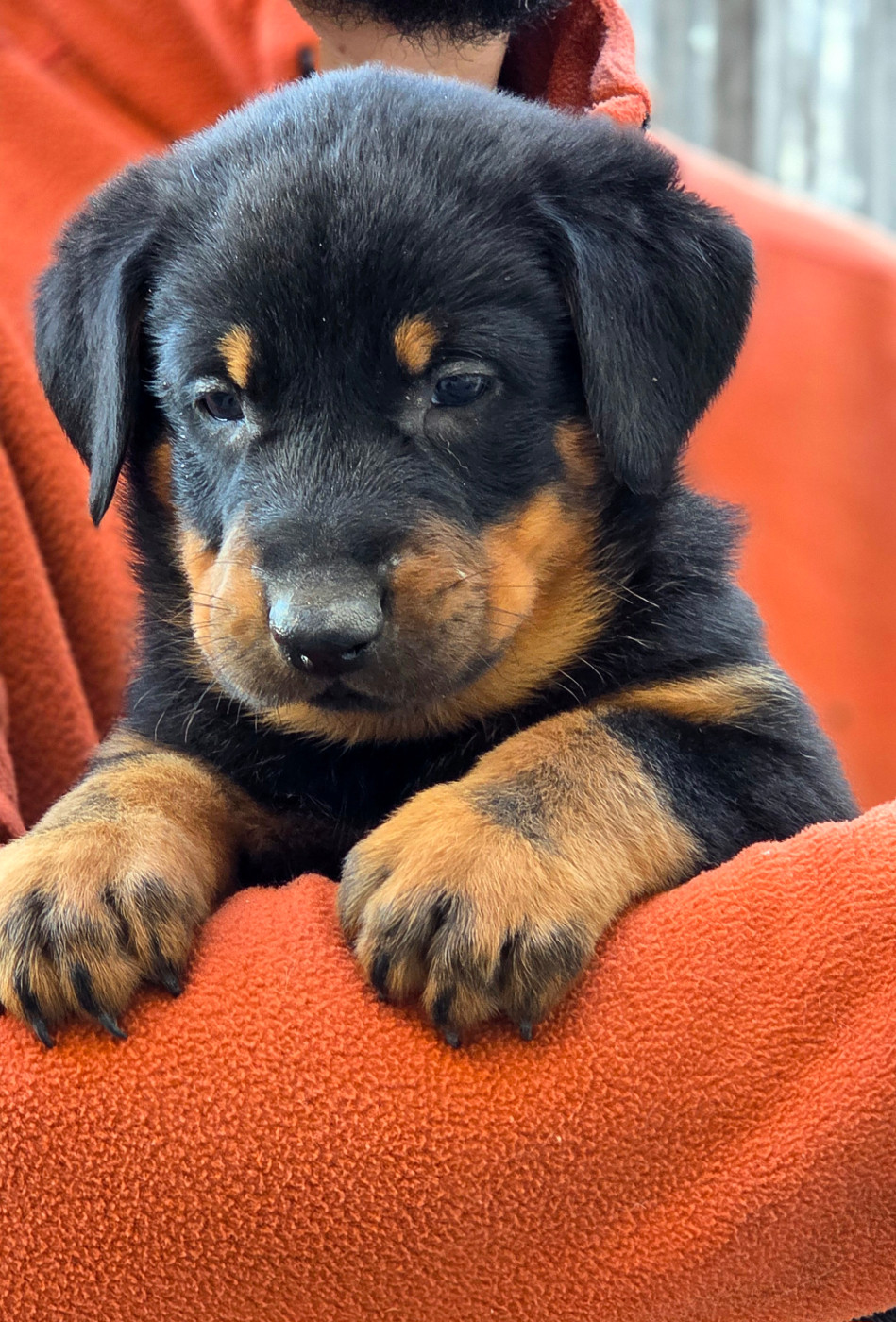 Les Pensées Du Soleil - Chiots disponibles - Berger de Beauce