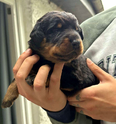 CHIOT 2