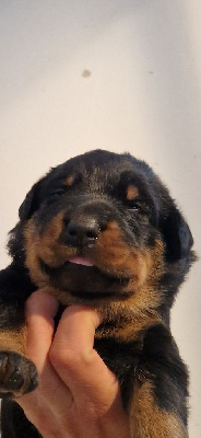 CHIOT 1